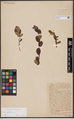 Foto von Salix aurita L.